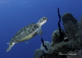   Cayman Green Turtle Cruising Along Wall. Wall  
